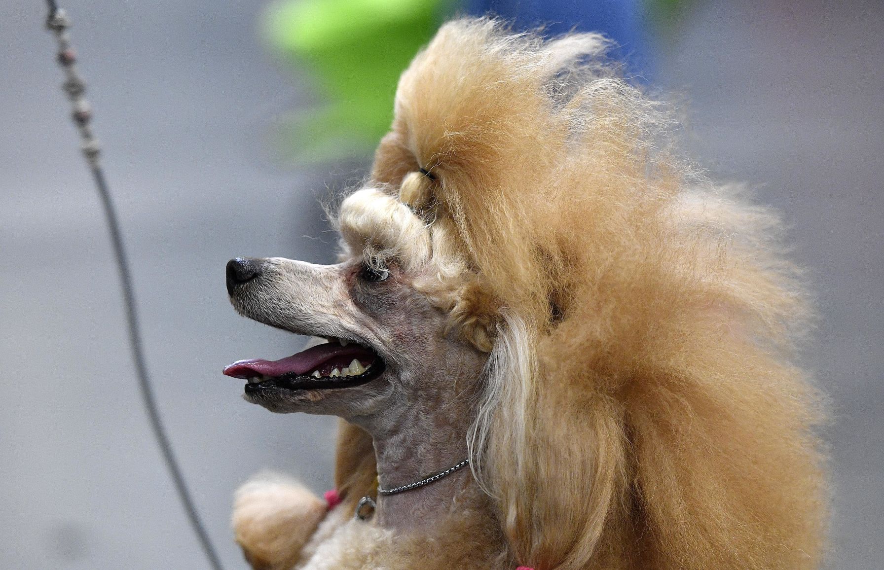 7. Poodle